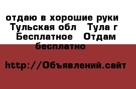 отдаю в хорошие руки - Тульская обл., Тула г. Бесплатное » Отдам бесплатно   